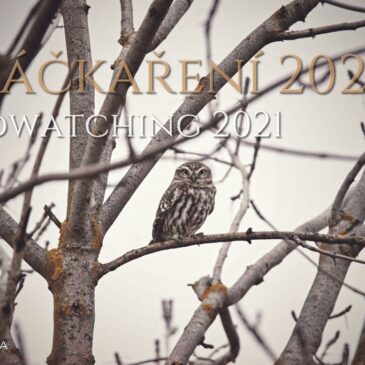 Birdwatching aneb ptáčkaření 2021