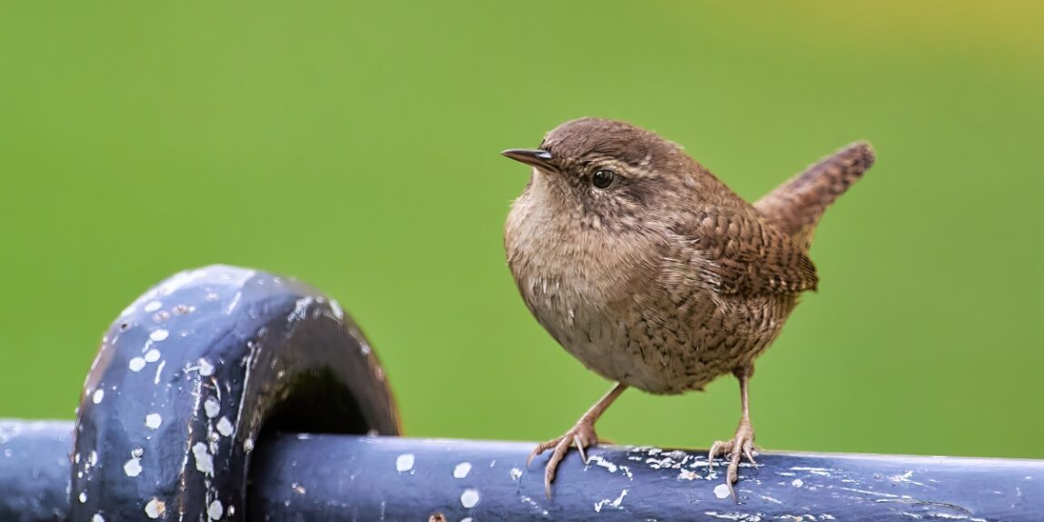 7 tipů pro fotografování zpěvných ptáků