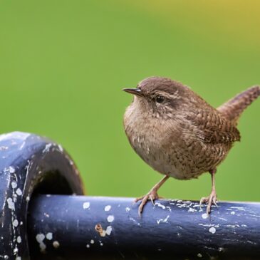 7 tipů pro fotografování zpěvných ptáků