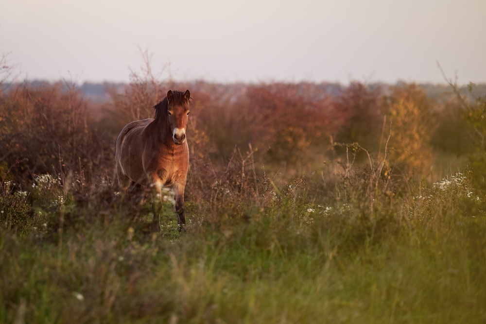 Wild horses – beauty and majesty