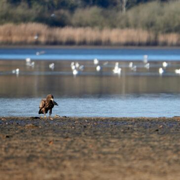 Jihočeský “Pantanal”