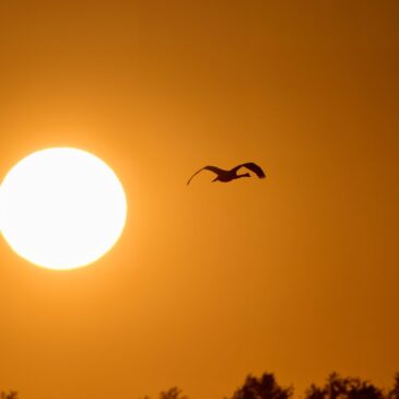 Birding v roce 2024, plán na rok 2025