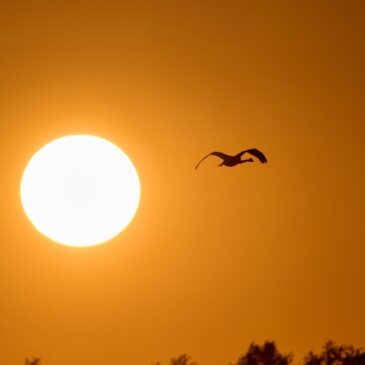 Birding v roce 2024, plán na rok 2025