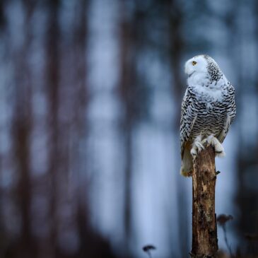 Příběhy fotografií – Sovice sněžní